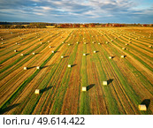 Autumn landscape, straw bales on agricultural field. Haystacks fall season aerial view. Morning rural Stubble view, Belarus, Europe. Стоковое фото, агентство Ingram Publishing / Фотобанк Лори