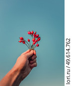 Close up person hand holding a bunch of brier berries over a clear blue sky background. Man arm with rosehip twigs and red ripe fruits. Fall season mood and dogrose plant seeds. Стоковое фото, агентство Ingram Publishing / Фотобанк Лори
