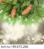 chrismas tree and pine cones on gray festive background with sparkles. chrismas tree and pine cones. Стоковое фото, агентство Ingram Publishing / Фотобанк Лори