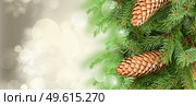 chrismas tree and pine cones on gray festive background with sparkles. chrismas tree and pine cones. Стоковое фото, агентство Ingram Publishing / Фотобанк Лори