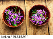 Ivan tea in a clay bowl. Blooming willow herb in herbal medicine.. Healthful blooming sally. Стоковое фото, агентство Ingram Publishing / Фотобанк Лори