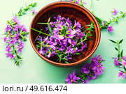 Ivan tea in a clay bowl. Blooming willow herb in herbal medicine.. Healthful blooming sally. Стоковое фото, агентство Ingram Publishing / Фотобанк Лори