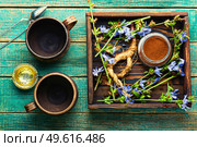Chicory root and chicory flowers.Wild plant in alternative medicine.Cichorium intybus. Chicory in herbal medicine,chicory drink. Стоковое фото, агентство Ingram Publishing / Фотобанк Лори