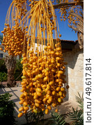 Close-Up of bunch of yellow dates hanging from palm tree in Cyprus. Стоковое фото, агентство Ingram Publishing / Фотобанк Лори