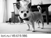Chihuahua dog with butterfly. Стоковое фото, агентство Ingram Publishing / Фотобанк Лори
