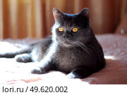 a gray cat of British or Scottish breed lies on the bed in the light from the window. Стоковое фото, агентство Ingram Publishing / Фотобанк Лори