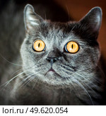 a gray cat of British or Scottish breed lies on the bed in the light from the window. Стоковое фото, агентство Ingram Publishing / Фотобанк Лори
