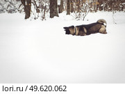 Alaskan Malamute dark color in the natural environment walking in the snow. Стоковое фото, агентство Ingram Publishing / Фотобанк Лори