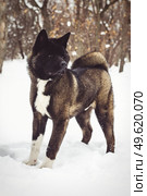 Alaskan Malamute dark color in the natural environment walking in the snow. Стоковое фото, агентство Ingram Publishing / Фотобанк Лори