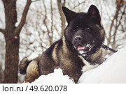 Alaskan Malamute dark color in the natural environment walking in the snow. Стоковое фото, агентство Ingram Publishing / Фотобанк Лори
