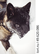 Alaskan Malamute dark color in the natural environment walking in the snow. Стоковое фото, агентство Ingram Publishing / Фотобанк Лори
