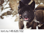 Alaskan Malamute dark color in the natural environment walking in the snow. Стоковое фото, агентство Ingram Publishing / Фотобанк Лори