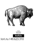 Hand drawn sketch animal Buffalo American Bison. Vector black and white vintage illustration. Isolated object on white background. Стоковая иллюстрация, агентство Ingram Publishing / Фотобанк Лори