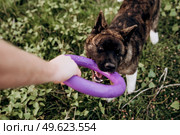 Big dog for a walk with a guy and a girl on the green prairie. Стоковое фото, агентство Ingram Publishing / Фотобанк Лори