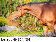 portrait of  bay sportive warmblood horse posing in  stable garden. Стоковое фото, агентство Ingram Publishing / Фотобанк Лори