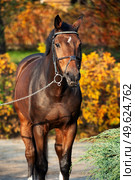  portrait of sportive warmblood horse posing against stable in beautiful garden. autumn time. Стоковое фото, агентство Ingram Publishing / Фотобанк Лори