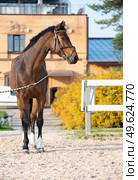 portrait of sportive warmblood horse at stable background. fall season. Стоковое фото, агентство Ingram Publishing / Фотобанк Лори