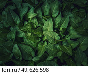 Fresh sprouts, green leaves texture of bindweed plants. Wild herb, natural vegetation close up background. Стоковое фото, агентство Ingram Publishing / Фотобанк Лори