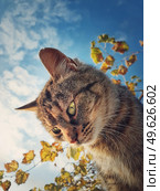 Cat close up view. Cute brown striped kitten over autumn leaves and blue sky background. Стоковое фото, агентство Ingram Publishing / Фотобанк Лори