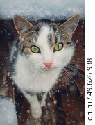 Winter season cat portrait. Close up kitten outdoor sheltering from snow. Beautiful kitty face, marvelous eyes. Pet outside, snowing scene. Стоковое фото, агентство Ingram Publishing / Фотобанк Лори