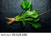 Plantain leaf in alternative medicine. Healing potion, herbal medicine.Broadleaf plantain leaves. Plantain in herbal medicine. Стоковое фото, агентство Ingram Publishing / Фотобанк Лори