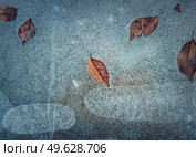 Close up abstract background of fallen dry leaves frozen in a puddle. Icy pothole texture, winter season cold backdrop. Стоковое фото, агентство Ingram Publishing / Фотобанк Лори