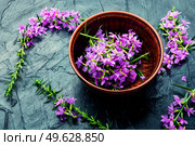 Ivan tea in a clay bowl. Blooming willow herb in herbal medicine.. Healthful blooming sally. Стоковое фото, агентство Ingram Publishing / Фотобанк Лори