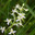 Дикая орхидея Любка двулистная (лат. Platanthera bifolia). Wild lesser butterfly-orchid. Стоковое фото, фотограф Photolart / Фотобанк Лори