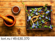 Chicory root and chicory flowers,weed. Wild plant in herbal medicine.. Chicory root, weed. Стоковое фото, агентство Ingram Publishing / Фотобанк Лори