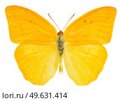 apricot sulphur butterfly  isolated on white background. apricot sulphur butterfly. Стоковое фото, агентство Ingram Publishing / Фотобанк Лори