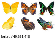 apricot sulphur, small tortoiseshell and chrysiridia rhipheus butterflies isolated on white background. apricot sulphur butterfly. Стоковое фото, агентство Ingram Publishing / Фотобанк Лори