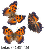 set of small tortoiseshell butterfly isolated on white background. small tortoiseshell butterfly. Стоковое фото, агентство Ingram Publishing / Фотобанк Лори