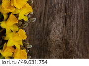 spring fresh  yellow daffodils with catkins border on wooden background. spring narcissus with catkins. Стоковое фото, агентство Ingram Publishing / Фотобанк Лори