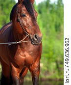 Beautiful Trakehner stallion posing near  forest. close up. Стоковое фото, агентство Ingram Publishing / Фотобанк Лори