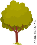 Alone deciduous tree with trunk and dense foliage. High plant with widely spread branches and green leaves. Broad-stemmed deciduous plant. Tree with green foliage isolated on white background. Deciduous tree with trunk and dense foliage. High plant with widely spread branches and green leaves. Стоковая иллюстрация, агентство Ingram Publishing / Фотобанк Лори
