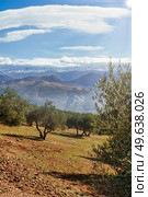 Sierra Nevada as seen from the olive groves in the Llano de la Perdiz in Granada, Andalusia, Spain.. Sierra Nevada as seen from the olive groves in the Llano de la Perdiz in Granada. Стоковое фото, агентство Ingram Publishing / Фотобанк Лори