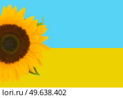 In solidarity with Ukraine - fsunflower flower on blue background, symbol of Ukraine. In solidarity with Ukraine. Glory to Ukraine. Стоковое фото, агентство Ingram Publishing / Фотобанк Лори