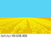 In solidarity with Ukraine - filed of flowers on blue background, symbol of Ukraine. In solidarity with Ukraine. Glory to Ukraine. Стоковое фото, агентство Ingram Publishing / Фотобанк Лори