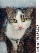 Cat portrait painting. Close up kitten outdoor sheltering from snow. Beautiful kitty face, marvelous eyes. Pet outside, snowing winter season scene. Стоковое фото, агентство Ingram Publishing / Фотобанк Лори