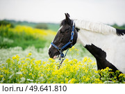 black-white piebald horse grazing on blossom pasture. close up. Стоковое фото, агентство Ingram Publishing / Фотобанк Лори