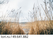 Tall rushes by an idyllic lake in the fall with a dull sky over the silent water. Стоковое фото, агентство Ingram Publishing / Фотобанк Лори