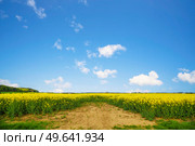 Dry soil at a canola field in a rural landscape on a summer day with blue sky. Стоковое фото, агентство Ingram Publishing / Фотобанк Лори