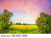 Colorful landscape with canola fields and lilac trees in a beautiful rural sunset. Стоковое фото, агентство Ingram Publishing / Фотобанк Лори