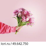 Woman hand holding bunch of lovely pink flowers at pastel background.  Front view. Стоковое фото, агентство Ingram Publishing / Фотобанк Лори