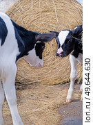 portrait of  cute   little calves posing  near  hay. nursery on a farm. rural life. Стоковое фото, агентство Ingram Publishing / Фотобанк Лори