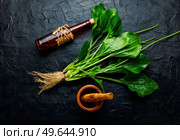 Plantain tincture in a glass bottle. Healing potion, herbal medicine.Homeopathic herbs. Plantain in herbal medicine. Стоковое фото, агентство Ingram Publishing / Фотобанк Лори