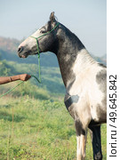  portrait of beautiful grey Marwari  young stallion  posing   at early morning . india. . Стоковое фото, агентство Ingram Publishing / Фотобанк Лори