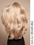 Back view of woman with long beautiful blond hair isolated on beige background. Dyeing and hair care. Shiny smooth blonde hair. Стоковое фото, агентство Ingram Publishing / Фотобанк Лори