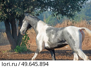 marwari grey piebald colt  running at freedom at morning.  India. Стоковое фото, агентство Ingram Publishing / Фотобанк Лори
