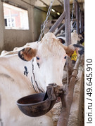 holshtain cows resting   at farm. dairy industry. Стоковое фото, агентство Ingram Publishing / Фотобанк Лори